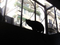 剪刀找貓